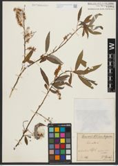 Foto von Salix alba L.
